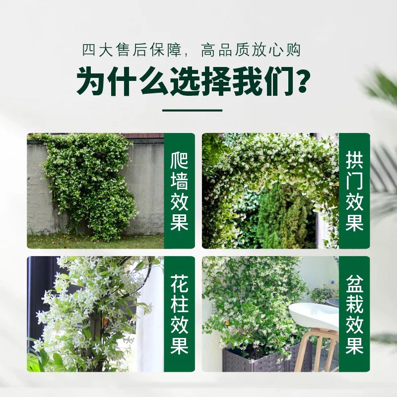 风车茉莉爬藤植物浓香型络石藤花卉室外阳台庭院四季开花耐寒盆栽