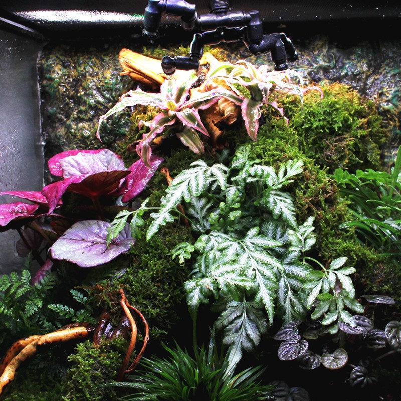 生态雨林缸 定时器 雨林喷雾系统自动喷淋 电子式定时插座秒钟型