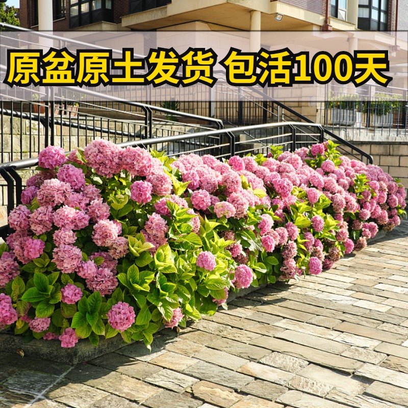 绣球花苗四季开花无尽夏盆栽庭院植物阳台花卉八仙花耐寒