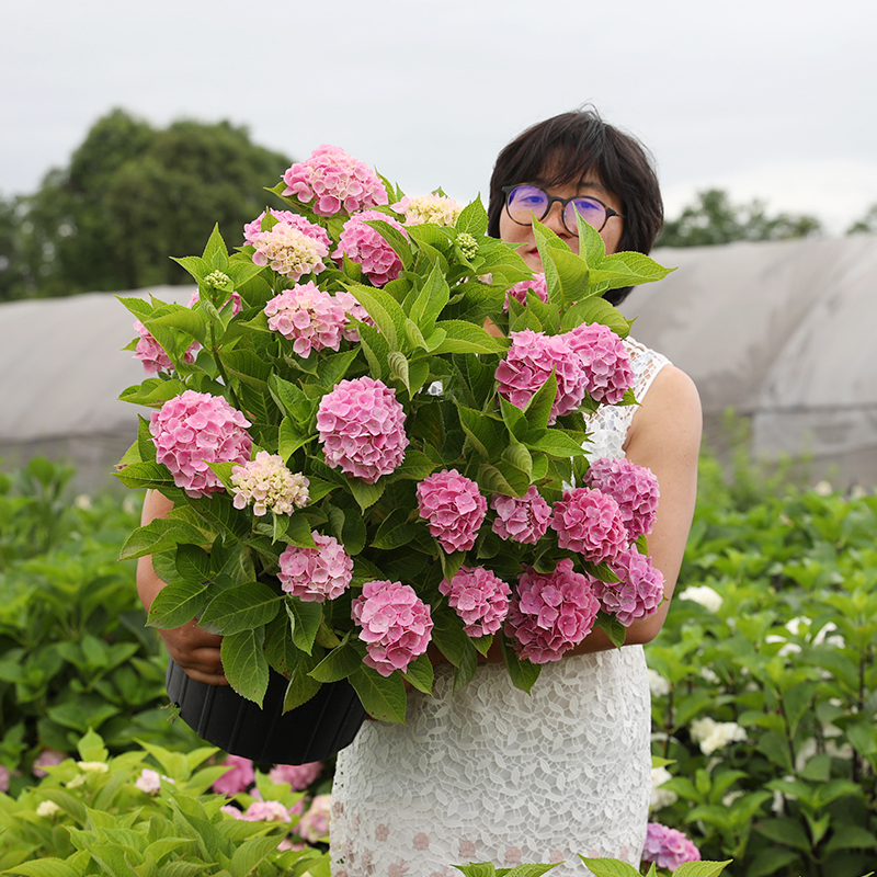 海蒂的花园绣球花苗梦幻蓝大花绣球新手好养易活阳台庭院花卉盆栽