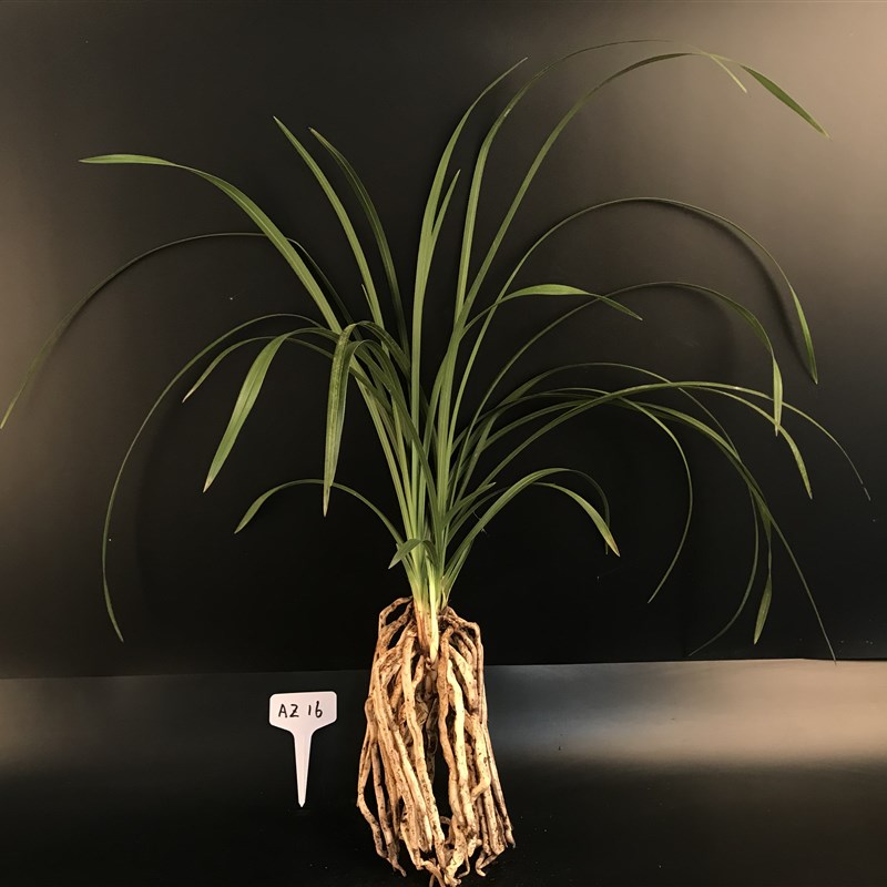 精品兰花*大一品*正宗老种蕙兰高档名贵兰花花卉盆栽【浙江嘉兰】