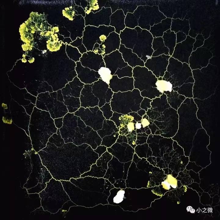 黏菌宠物菌核菌种迷宫曳尾菌史莱姆饲养套装学生版家养小宠物染色