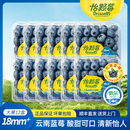 水果中大果125g酸甜可口 花香新鲜应季 Driscoll s怡颗莓云南蓝莓