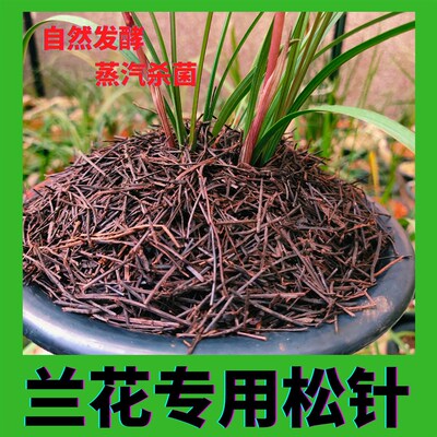 兰花专用松c针土兰花专用土纯杉叶松无土沙松叶腐熟松针无土纯松