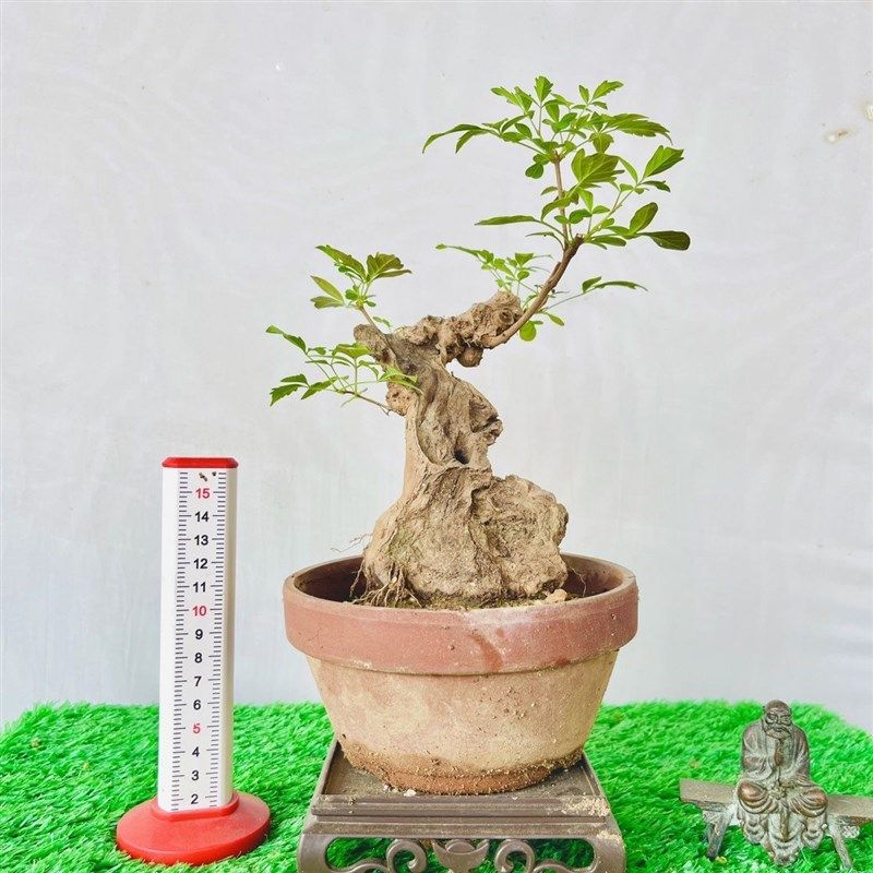 黄荆盆景老桩碳化舍利镂空u荆轲盆景小盆景高档次荆疙瘩迷你盆栽