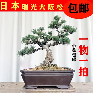 瑞光大阪松杨梅大阪松造型迎客松五针I松金针大阪松桌面阳台盆景