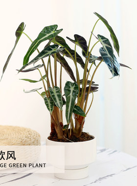 网红植物大仙女i海芋小仙女绿植物盆栽非洲面具黑叶观音莲北欧竹