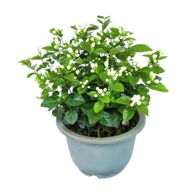 Jasmine potted ploant indoor balcony flowers bonsai mosquito