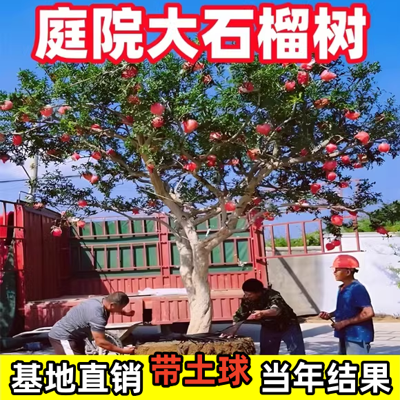 石榴树苗突尼斯软籽盆栽庭院种植