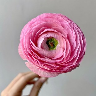 【百搭草花】粉色洋牡丹一扎任意组合两单或以上顺丰冷链包邮