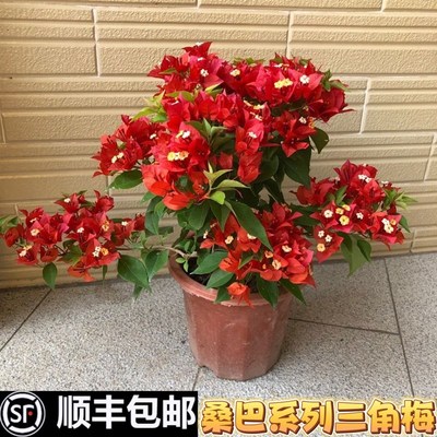 桑巴三角梅 热火桑巴 橙桑巴 紫红桑巴室外阳台四季W勤花爬藤植物