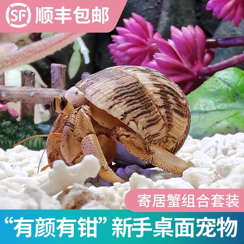 寄居蟹套餐组合灰白草莓短腕淡紫西伯利斯澳陆新U手桌面宠物易活