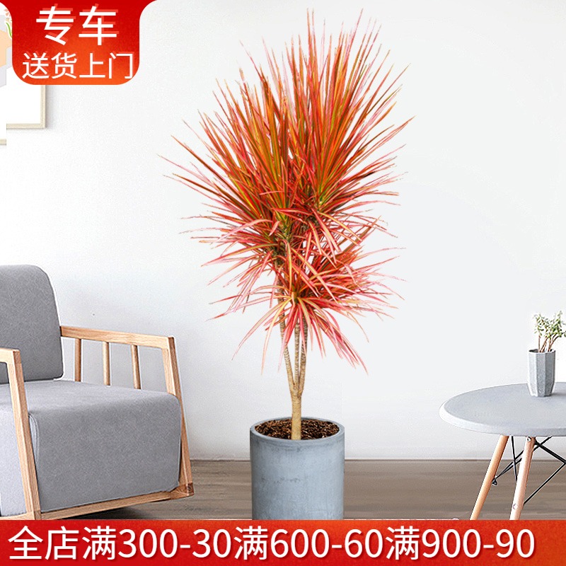 1.4米五彩千年木盆栽 马尾铁彩色龙血树办公室客厅客内阳台绿植物