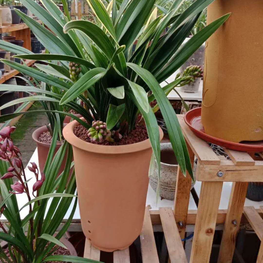 兰花盆 泥瓦盆 柴窑 红陶瓦盆 透气兰花专业盆 金钟盆