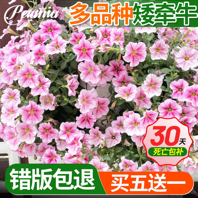 重瓣矮牵牛盆栽带花粉色花卉鲜花阳台四季开花矮牵牛花苗