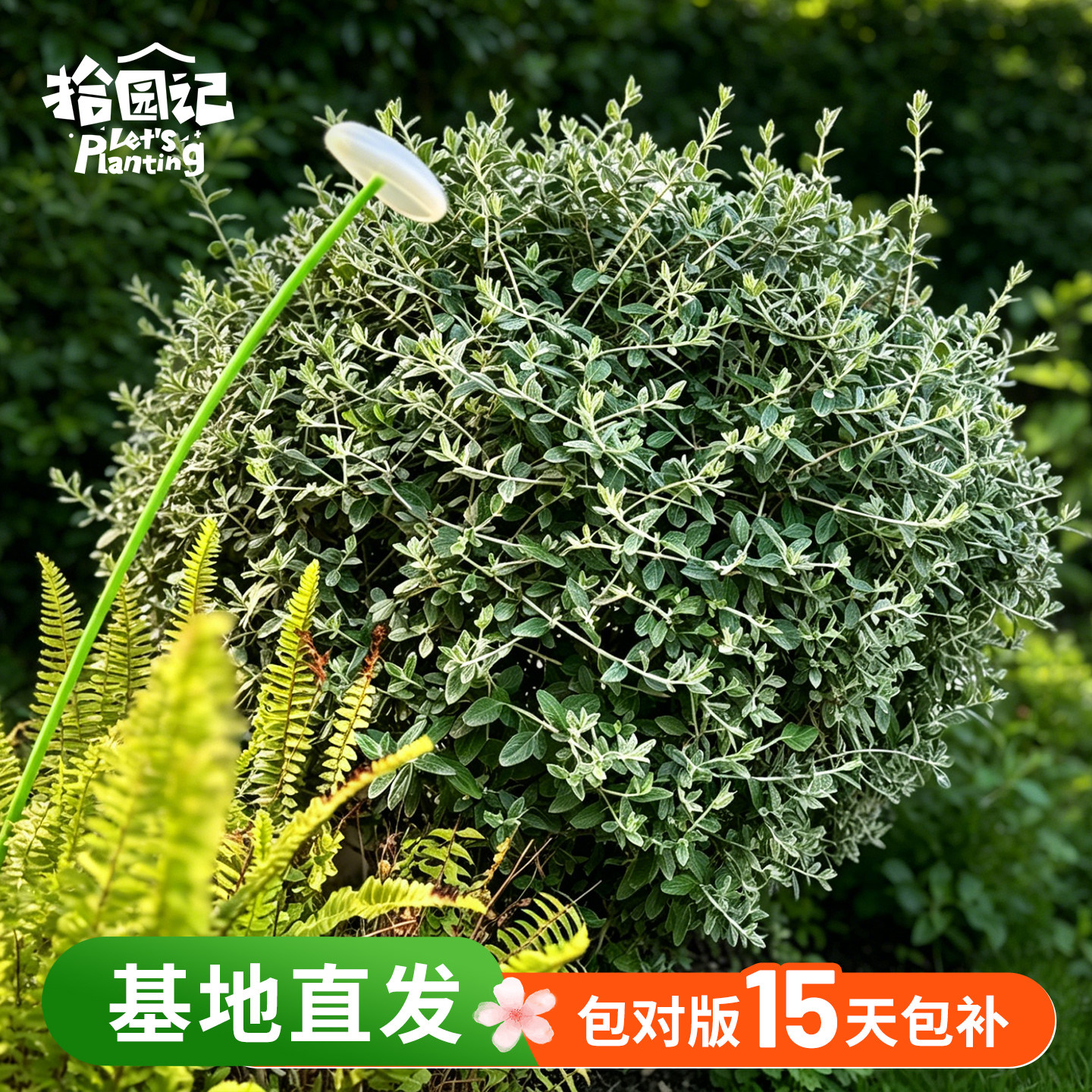 水果兰盆栽苗水果篮球四季常绿耐寒耐热多年生花卉蓝灰色植物球