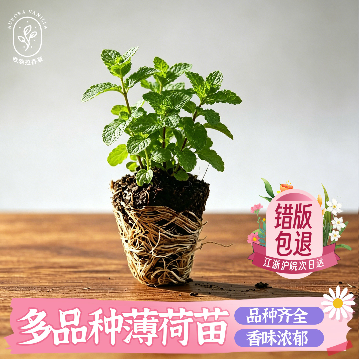 香草小苗穴苗可食用薄荷百里香迷迭香薰衣草鼠尾草朝雾草食用香料