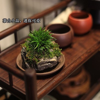 附石菖蒲盆景吸水石绿植贵传苔迷你小盆栽办公室桌面茶室水培植物