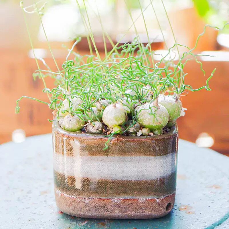 泰迪海葱 Ornithogalum tortuosum 多肉植物