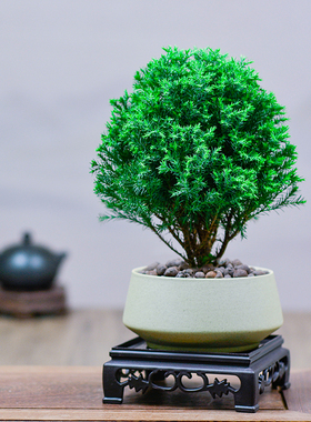 雾松盆栽植物室内四季常青绿植好养易活阳台办公室桌面绿色小盆景