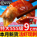 虾尾鲜冻批发鲜活小龙虾无冰衣龙虾尾特级大龙虾尾批发10斤整箱