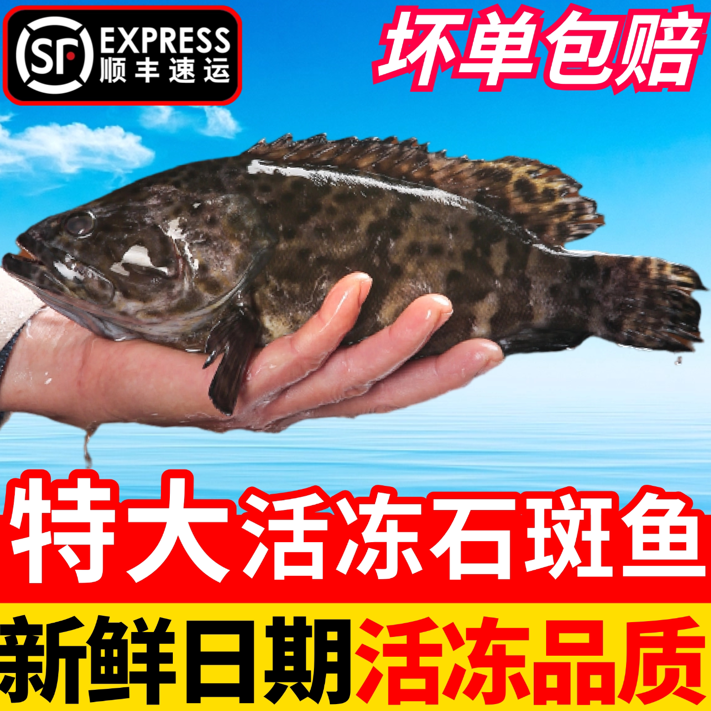 石斑鱼鲜活冷冻野化超大深海鱼老虎斑龙胆龙趸老虎斑海鲜水产 - 实物图