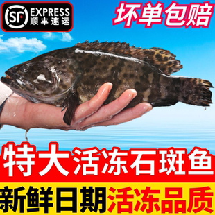 石斑鱼鲜活冷冻野化超大深海鱼老虎斑龙胆龙趸老虎斑海鲜水产