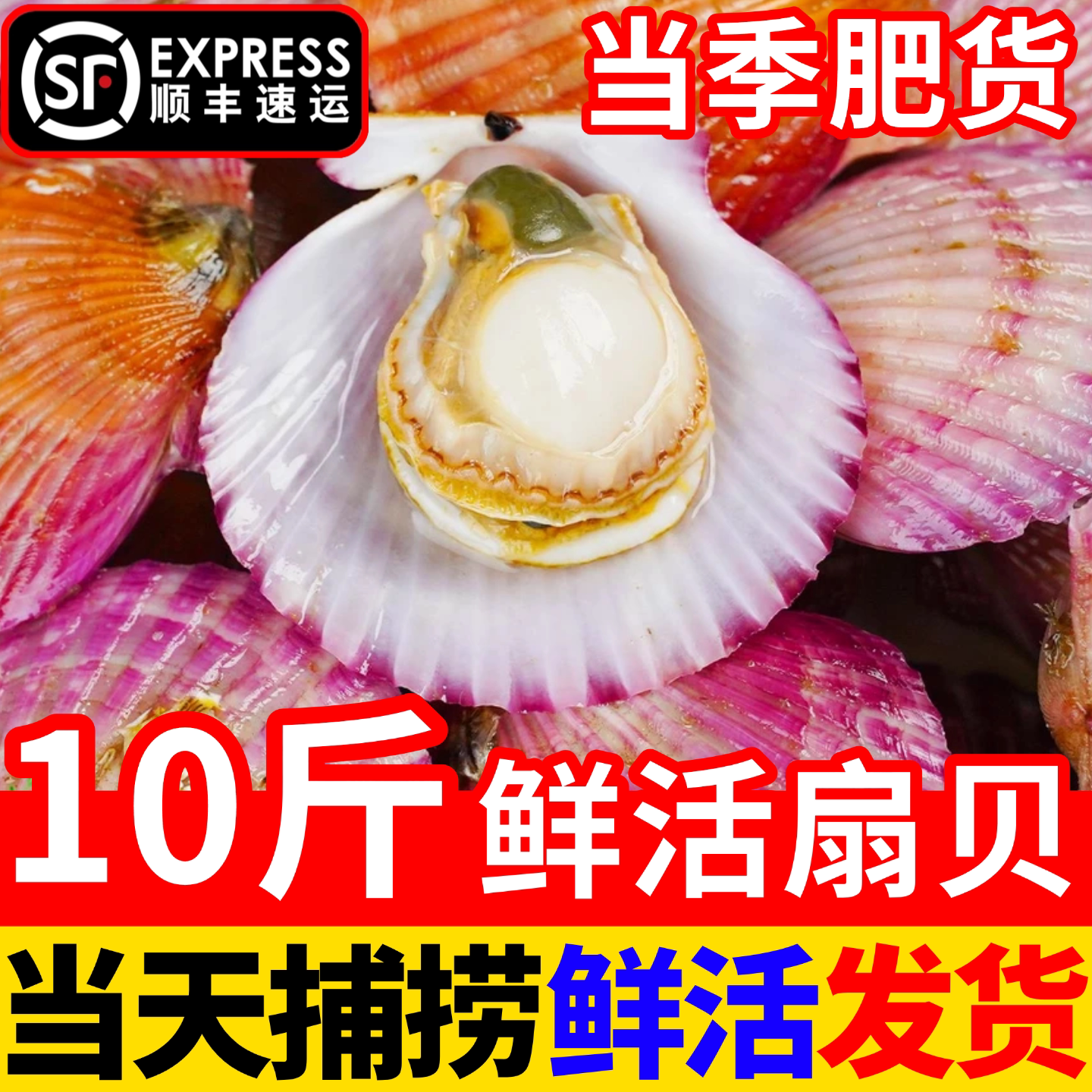 鲜活扇贝小红贝港湾贝夏夷贝栉孔扇贝肉烧烤食材贝类海鲜水产顺丰
