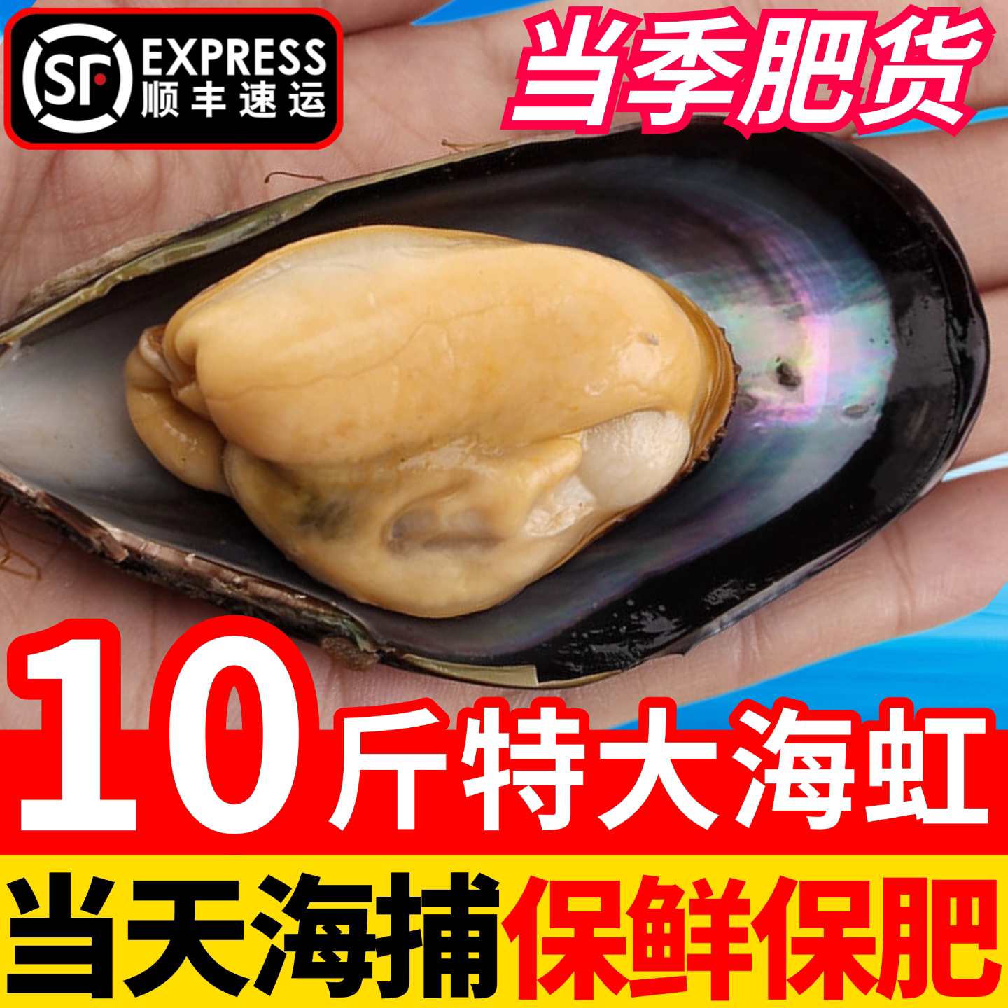 鲜活海虹青口贝淡菜贻贝鲜活海鲜鲜活水产海虹鲜活贝类海产品顺丰