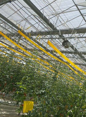 粘虫胶带双面黄色蓝色园林树木专用黄板蓝板环用果树防虫带防虫害