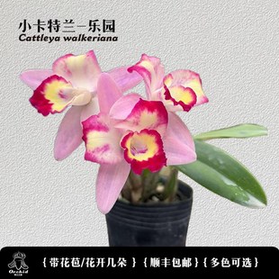 兜兰之家 迷你卡特兰-海洋之星 带花苞 矮种卡特兰洋兰桌面盆栽