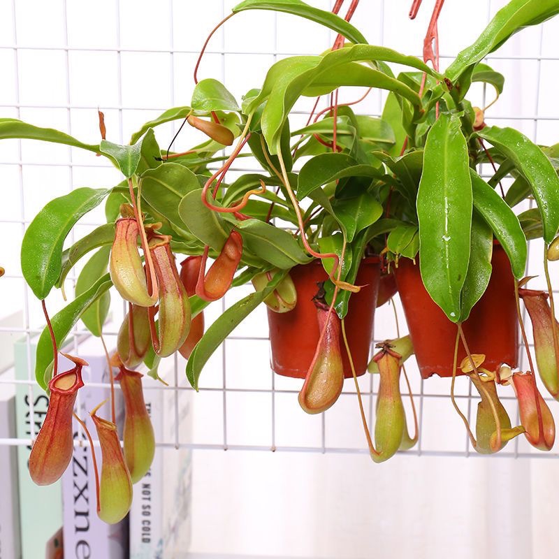 猪笼草盆栽捕蝇草食虫草室内绿植吊盆吊兰花卉奇趣植物巨夹捕蝇草