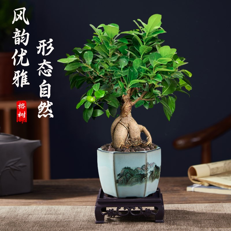 大榕树盆景办公室内桌面客厅绿植物花卉人参榕四季常青小榕树盆栽