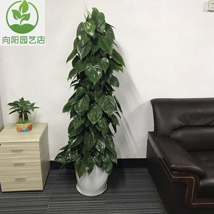 广州盆栽植物花卉心叶藤也叫心叶小绿萝除甲醛绿植净化空气好帮手