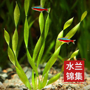 水兰水草大小水兰扭兰龙舌兰细叶阴性新手前后景鱼缸造景水韭菜