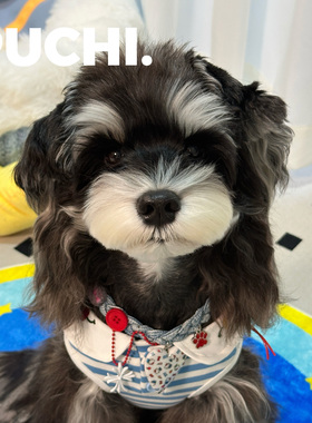 《Pet.桃心牛仔》桃心吊坠多彩宠物项圈y2k牛仔猫狗项链