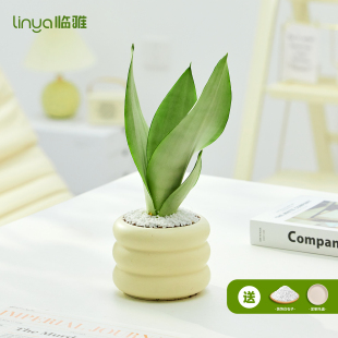 白玉虎皮兰办公室养绿植桌面多肉室内小盆景四季耐寒禄