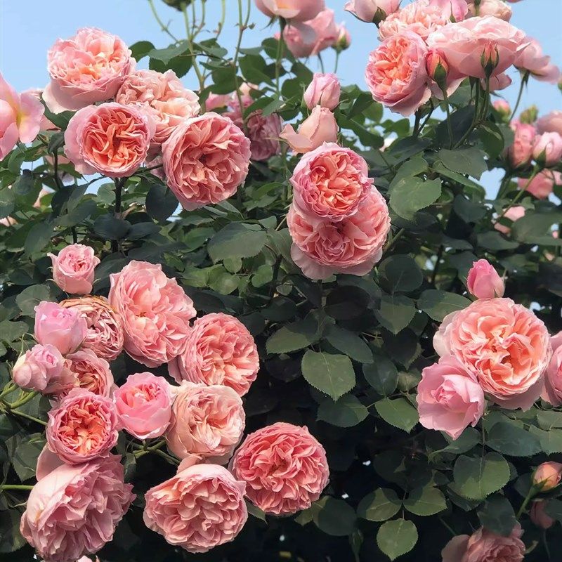 舍农索城堡女人中苗 藤灌月季 浓香大 超新品 露台庭院勤,鲜花速递/花卉仿真/绿植园艺,月季/蔷薇/玫瑰,淘宝优惠券,粉丝福利购,淘宝优惠卷