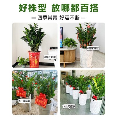 金钱树盆栽客厅大花盆圆叶大棵钱串子办公室绿植大型植物落地旺宅