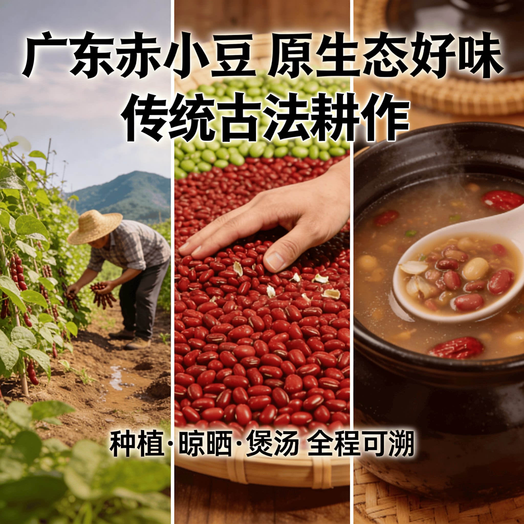 广东正宗粤北农家本地自种当季新鲜长粒赤小豆煲汤红豆杂粮新干货