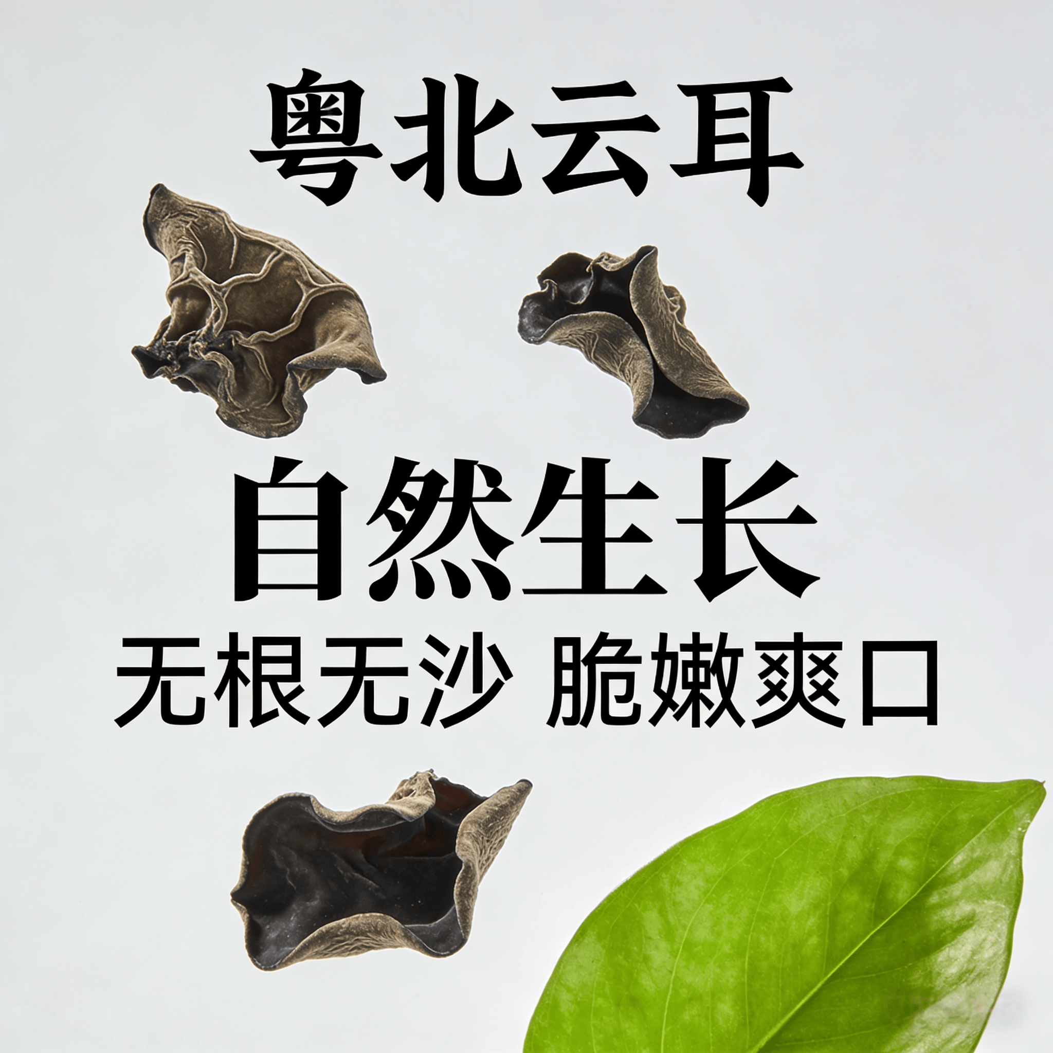 广东粤北正宗农家云耳黑木耳当季采摘煲汤煲粥无沙新鲜货无硫干净