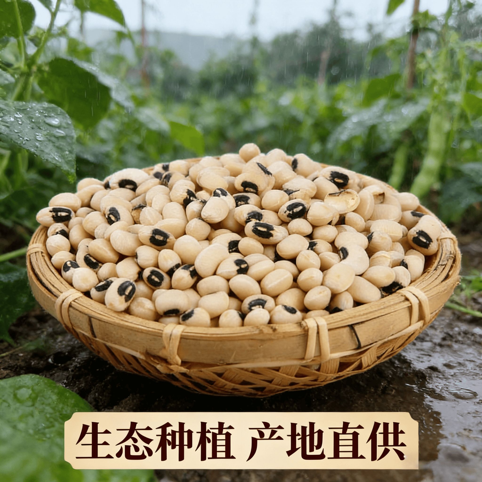 26年广东农家自种新鲜非转基因白眉豆煲汤新货白缸豆饭豆新鲜干货