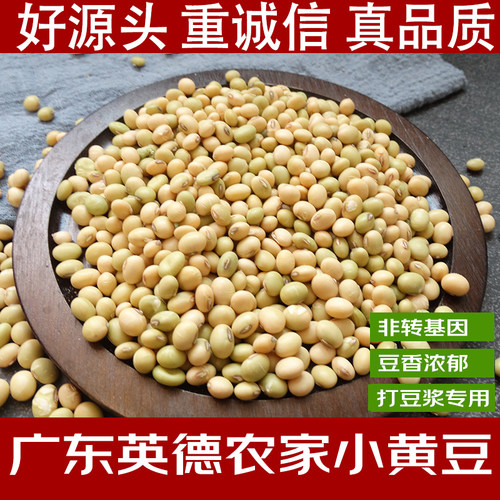 广东传统耕作农家小黄豆可做种子