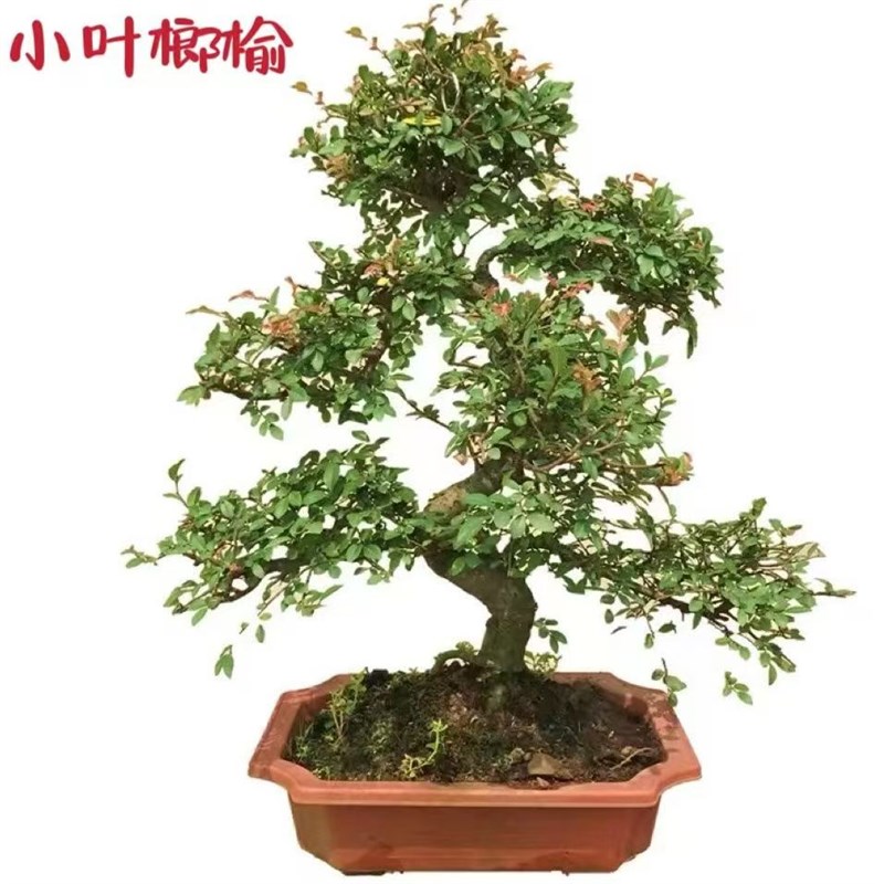 小叶榆树老桩盆景植物室内客厅办A公室S造型矮霸榔榆阳台庭院绿植