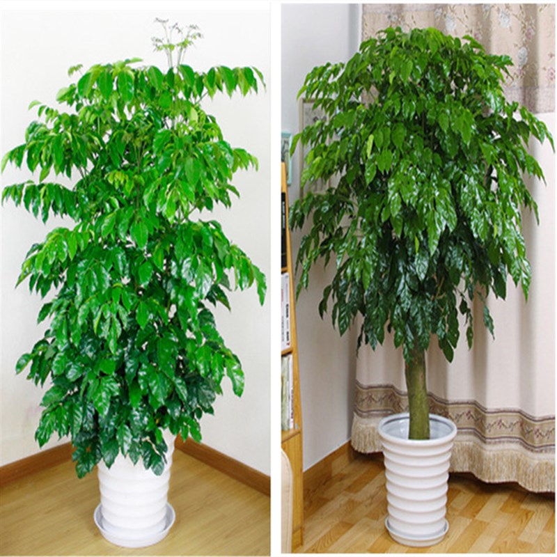 大型幸福树平安树大客厅办公室开业绿植盆栽室内小盆栽大型盆栽