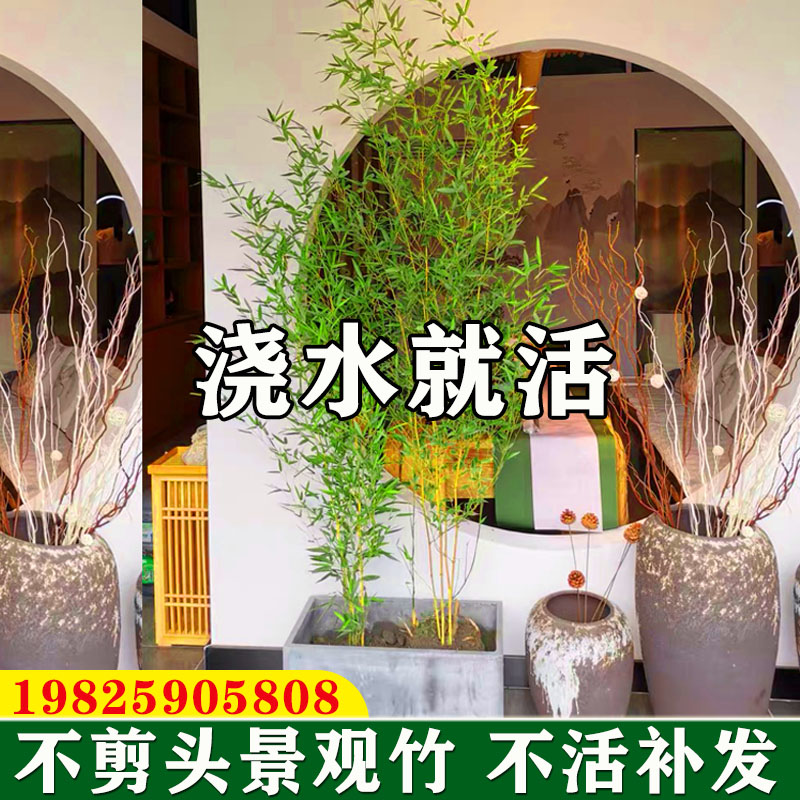 室内盆栽竹子观赏竹子苗庭院四季常青名贵紫竹苗景观竹绿竹金竹苗