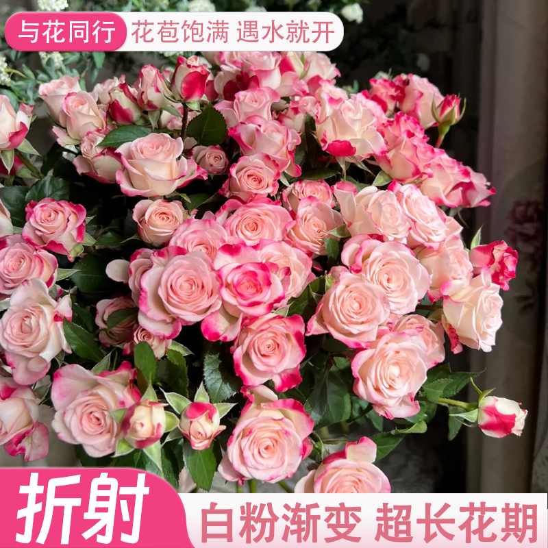 折射多头泡泡玫瑰白粉渐变鲜花云南斗南基地直发室内水培送礼花束