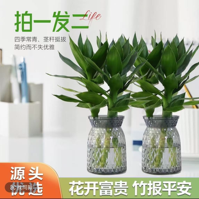 观音竹鲜花云南昆明基地直发