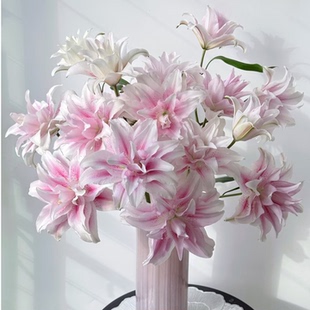 伊莎贝拉重瓣百合云南昆明基地直发家庭水养多头重瓣