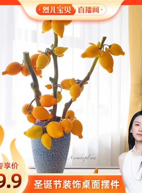 【烈儿宝贝直播间】【五代同堂黄金果】招财纳福云南直发鲜切枝